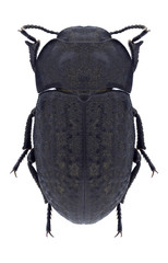 Beetle Opatrum riparium on a white background