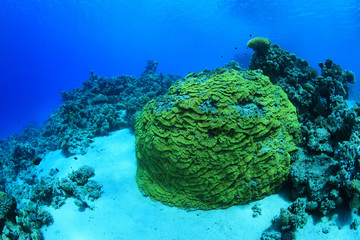 Yellow scroll coral