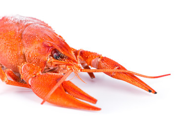 Crayfish on white background