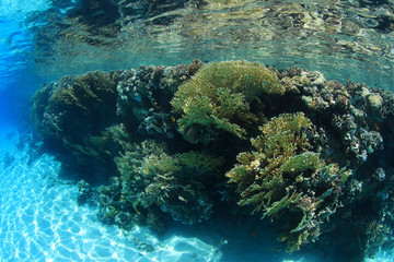 Shallow coral reef