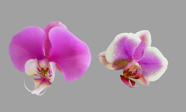Fototapeta Flowers magenta orchid on a gray background.