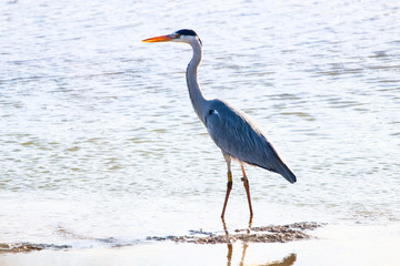 Grey heron in natural reserve named 