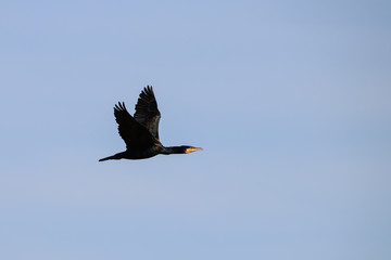 Great cormorant flying in natural reserve named "Marismas del Od