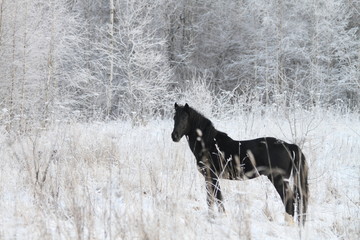 Вороная лошадь на фоне зимнего снежного леса