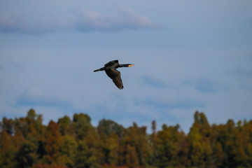 Great cormorant flying in natural reserve named 