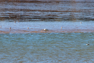 Fototapeta premium Eurasian spoonbill feeding in natural area named 