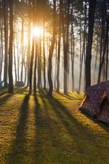 Beautiful camping site with many tents by the lake and morning mist at the pine forest, Thailand