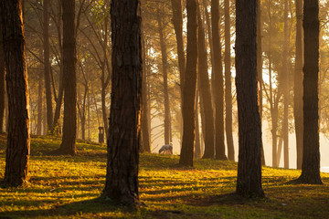 Pine forest in the golden scene of morning sun rise with a dog relaxing on the green grass