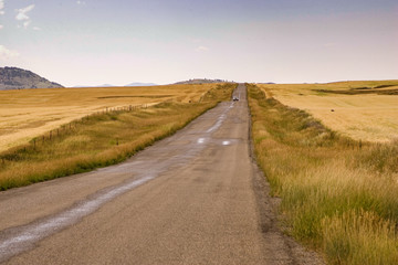 Road divides two fields of grain ready for harvest. 