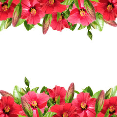 Beautiful floral background of red hibiscus 