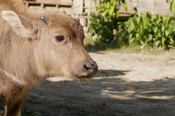 Closeup head calf, baby buffalo