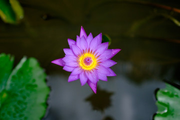 beautyful purpose lotus