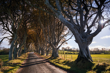 Obraz premium A famous location used as a film set for the Games of Thrones series, so called Dark Hedges, Northern Ireland