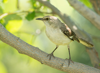 Northern Mockingbird sitting in the shade of a Persimmon tree in summer