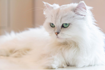 White Persian cats