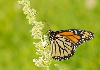 Female Monarch butterfly feeding on white Butterfly Bush fllowers, with green background