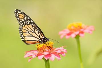 Obraz na płótnie Canvas Monarch butterfly on light pink Zinnia flower in sunny summer garden