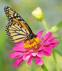 Monarch butterfly feeding on pink Zinnia flower in summer garden