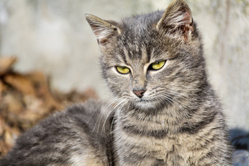 Obraz premium Little cute kitten