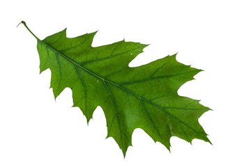 Oak leaf