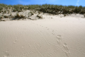 Cape Cod National Seashore Dunes