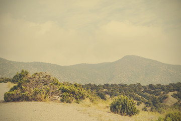 Junipers and pines on the slopes
