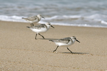Sanderlings at the Beach at Chatham, Cape Cod