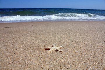 Beach Starfish