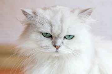 Fototapeta premium White Persian cats