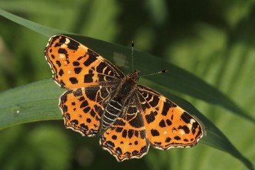 Babočka síťkovaná v trávě.  Map butterfly - spring form. (Araschnia levana)