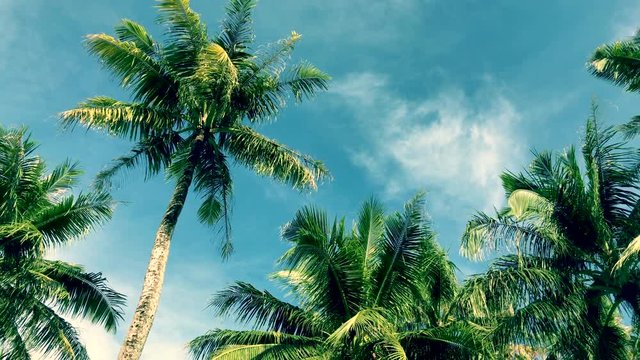 Tropical sky and palm tree, memory of vintage color
