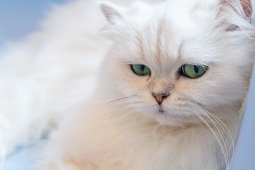White Persian cats on blue chair