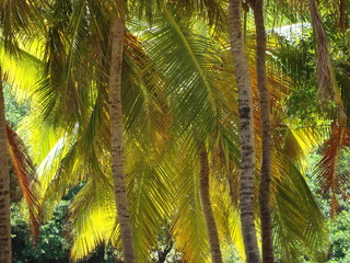 feuilles de palmiers