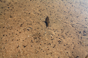 Closeup of Tadpoles in the Cape Cod National Seashore
