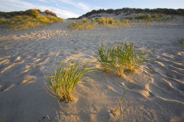 Beach Grass and Dunes at the Cape Cod National Seashore