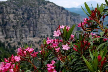 Oleander