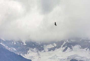 Condor looks for prey.  Aconcagua (6962 m) which is highest mountain in the Americas - Mendoza...