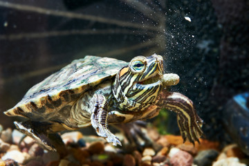 Red-eared turtle have dry feed