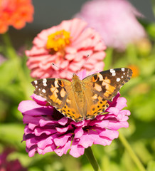 Painted Lady butterfly on a pink Zinnia in summer garden