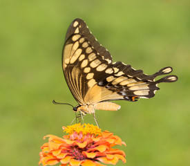 Giant Swallowtail butterfly feeding on an orange Zinnia flower