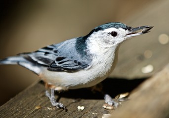 Beautiful isolated photo with a white-breasted nuthatch bird