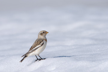 A female Snow Bunting (Plectrophenax nivalis) in winter plumage