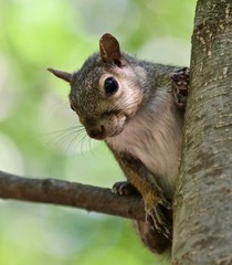 Fototapeta premium Beautiful isolated photo with a funny cute squirrel on a tree