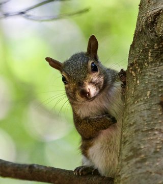Beautiful isolated picture with a funny cute squirrel on a tree