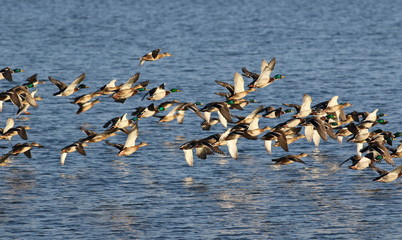 Fototapeta premium Flock of birds, Mallard Ducks in flight, Anas Platyrhynchos