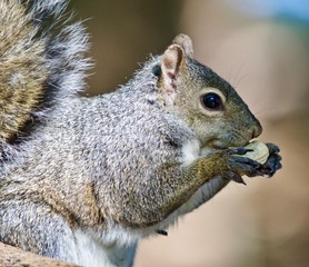 Beautiful isolated image of a funny cute squirrel eating a nut