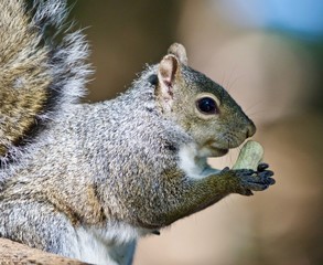 Beautiful isolated photo of a funny cute squirrel with a nut
