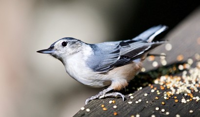 Beautiful isolated picture with a cute white-breasted nuthatch bird
