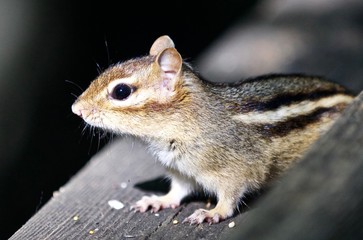 Beautiful isolated picture of a cute chipmunk on the hedge