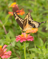 Beautiful Papilio cresphontes, Giant Swallowtail butterfly, on a pink Zinnia